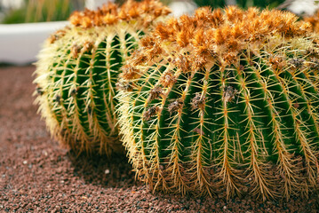 Dwa kaktusy na Lanzarote  w Hiszpanii