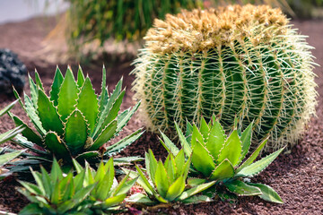 Kaktusy na wyspie Lanzarote
