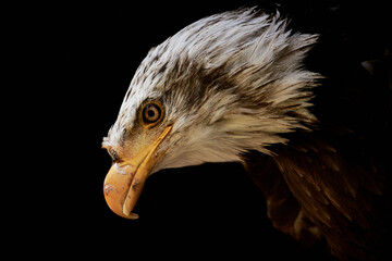 Bald eagle (Haliaeetus leucocephalus) close-up isolated on black background.