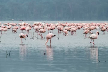 Fotobehang roze flamingo& 39 s en roze pelikanen op een blauw meer tegen de lucht in het nationale park © константин константи