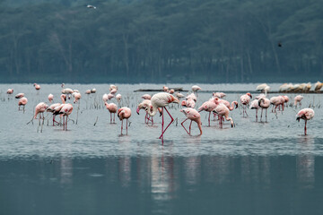 pink flamingos and pink pelicans on a blue lake against the sky in the national park