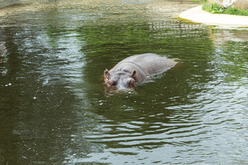A wild, adult hippopotamus swims in the water