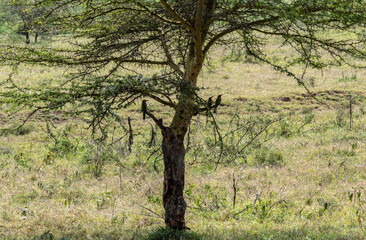 beautiful and unusual birds of Africa in natural conditions