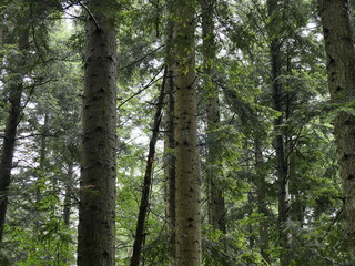 trees in the forest