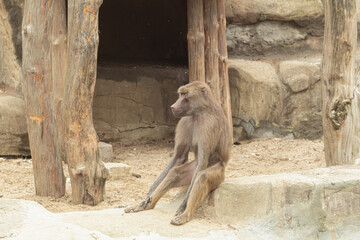 The monkey looks thoughtfully into the distance
