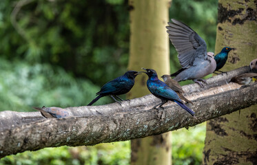 beautiful and unusual birds of Africa in natural conditions 