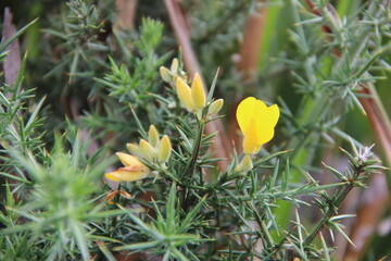 yellow flower in the grass