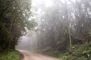 Landscape with a dirt road through the rainforest of rainforest and cold with a lot of fog between the trees, Paraná pine, Prudentópolis