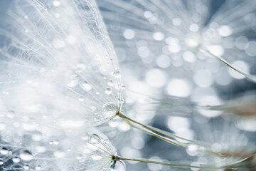 Macro nature. Beautiful dew drops on dandelion seed macro. Beautiful soft background. Water drops on parachutes dandelion. Copy space. soft focus on water droplets. circular shape, abstract background
