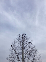 Birds Resting on a Tree Silhouette Vertical Photo
