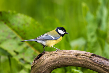 Great tit on tree branch in forest area