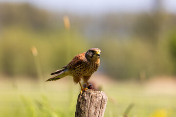 Common kestrel on wooden pole with prey in grassland area.