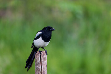 Eurasian magpie sitting on wooden pole with green background