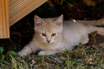 Litte kittens playing and learning to hunt.