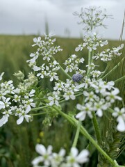 flowers in the field