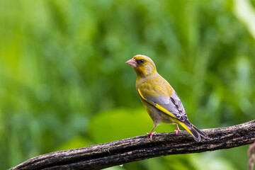 European greenfinch on tree branch and green background