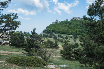 Crimean pines, curved by the wind, on a sunny rock. In the distance mountains covered with forests, blue sky, clouds., Botkin Trail, Stavri-Kaya rock Yalta, Crimea.
