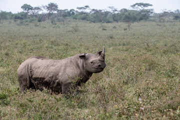 black rhinoceros on a green meadow looks into the distance warily 