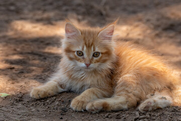 Litte kittens playing and learning to hunt.