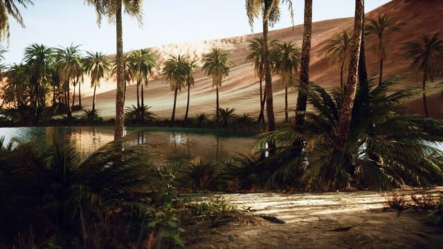 Oasis in hot Sahara Desert