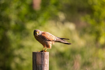 Common kestrel with mouse prey looking at camera