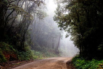 Obraz premium Landscape with a dirt road through the rainforest of rainforest and cold with a lot of fog between the trees. Araucaria angustifolia, Paraná pine, Prudentópolis