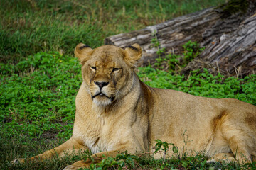 Lion lying on the grass, rest on the grass