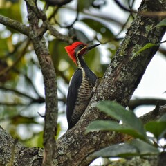 Dryocopus lineatus, woodpecker