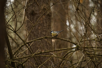 Tit (Cyanistes caeruleus) bird perching on curved tree branch in the forest against natural background