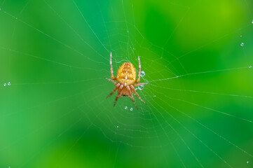 European garden spider, Araneus diadematus, in the web with water drops
