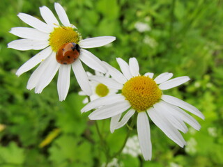 Obraz premium chamomile and ladybug close-up on a green background