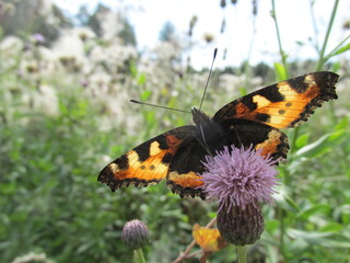 a butterfly on a thistle flower in a field