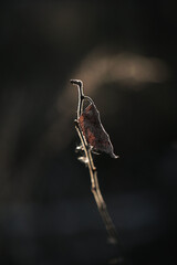Close-up Of Dry Leaf On Twig black background