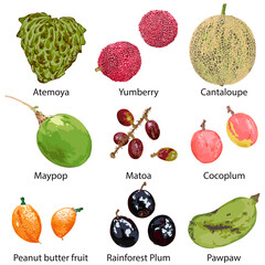 Set of different fruits on a white background. - 443481405