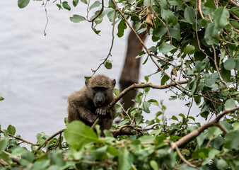 a monkey with smart and sad eyes gazes ahead 
