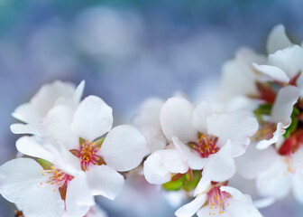 Blooming cherry, flowers on a blueblurry background postcard.Postcard with soft focus and flowers.