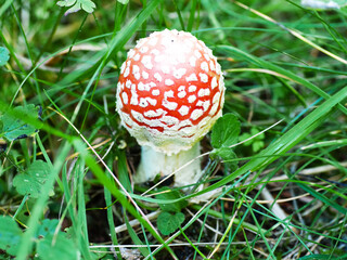 Red mushroom fly Amanita in the grass