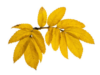 Yellow dog rose leaves on a branch, isolated on white