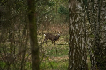 Lonely Male Roe Deer (Capreolus capreolus) between trees in the forest. Roe Deer walks on a green grass. Roe Deer looking for a food. Animal in a natural habitat.