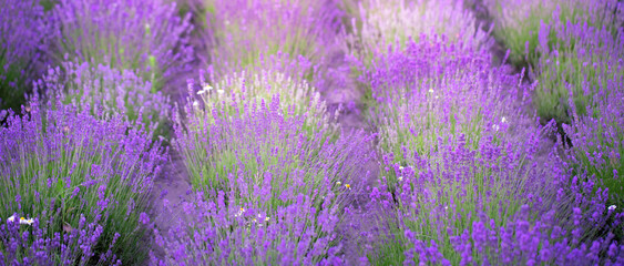 Blooming lavender field in the morning close up - obrazy, fototapety, plakaty