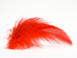 Red feather on a white background