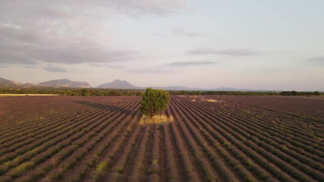arbre vert au coucher du soleil dans un champ de lavande - Valensole