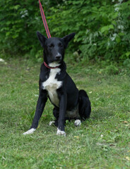 black and white dog on a leash in summer