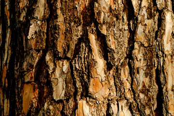 Detail of centenary tree bark.