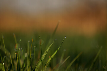 Green grass with morning dew at sunrise. Water drop, water on green grass. Beautiful grass with drops of water. Environment Concept. Photo of rain drops falling from a grass