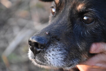 mite on the dog