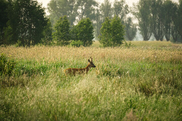 Male Roe Deer (Capreolus capreolus) walks on a green meadow. Roe Deer looking for a food. Meadow with wild animals. Animal in a natural habitat.