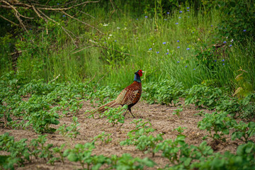 A male Common Pheasant (Phasianus colchicus) standing in a field. Cock walking on a green meadow in springtime. Wild bird with brown spotted feathers and red head grazing on field