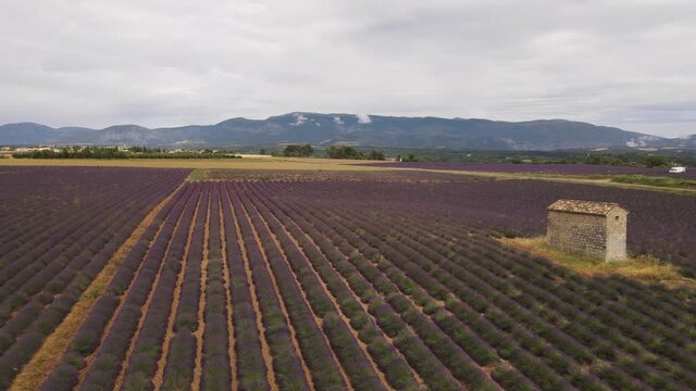 abeilles au dessus d'un champ de lavande - Valensole