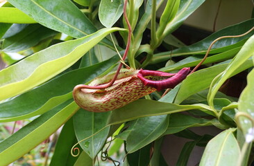 A red pattern ribs of a carnivorous Pitcher plant